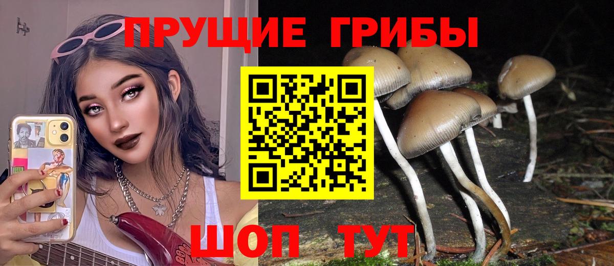 Кинешма  Галлюциногенные грибы Psilocybine cubensis  Вход с VPN 